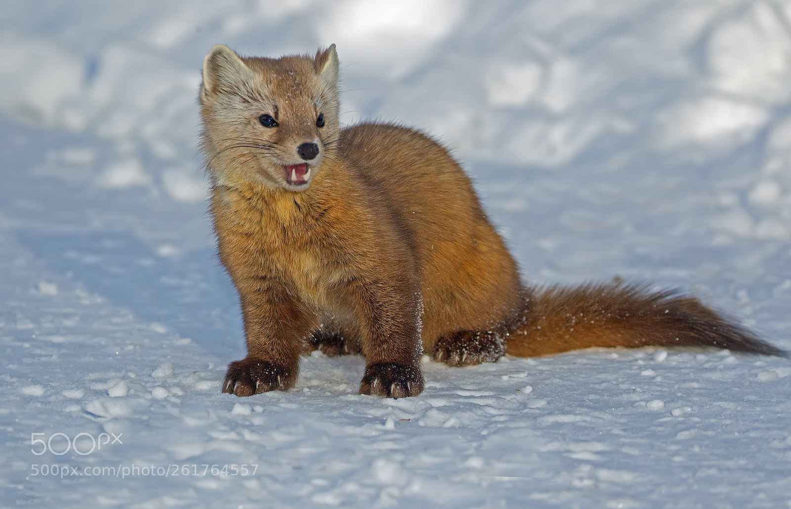 Canon EOS-1D Mark IV sample photo. Pine marten 3458 photography