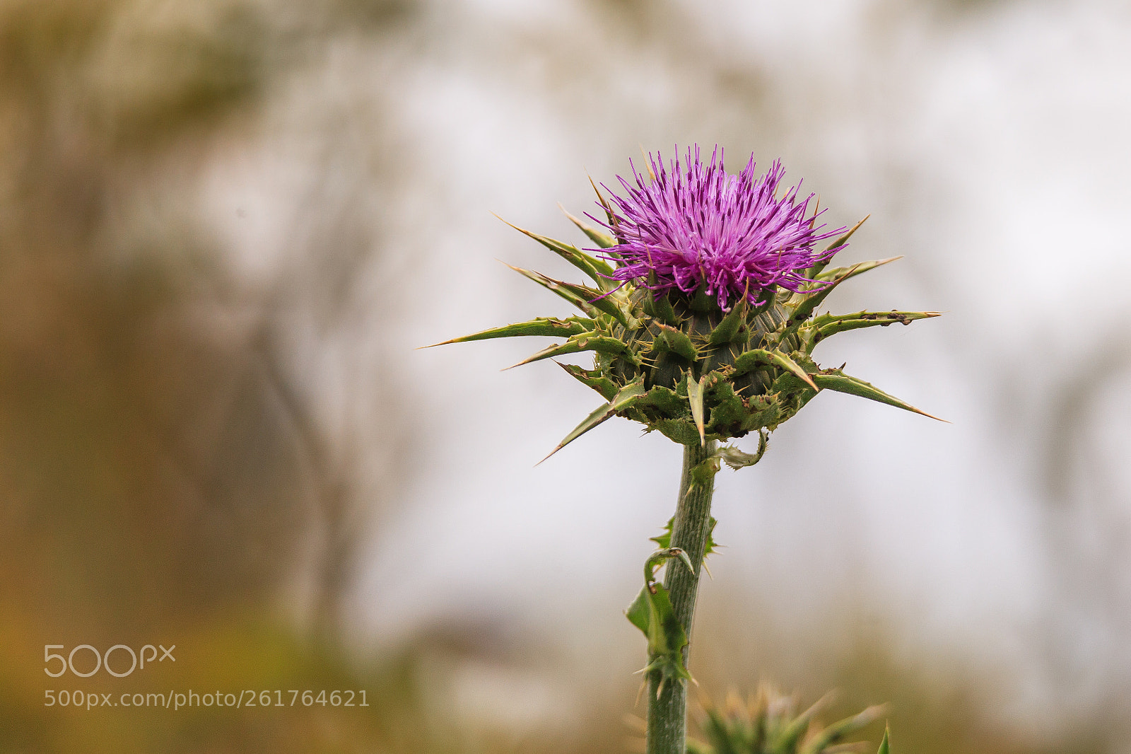 Canon EOS 5D Mark II sample photo. Not scotch photography