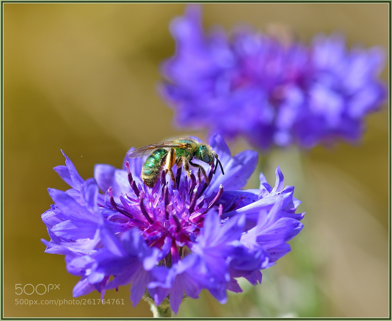 Sigma 105mm F2.8 EX DG OS HSM sample photo. Green and purple photography