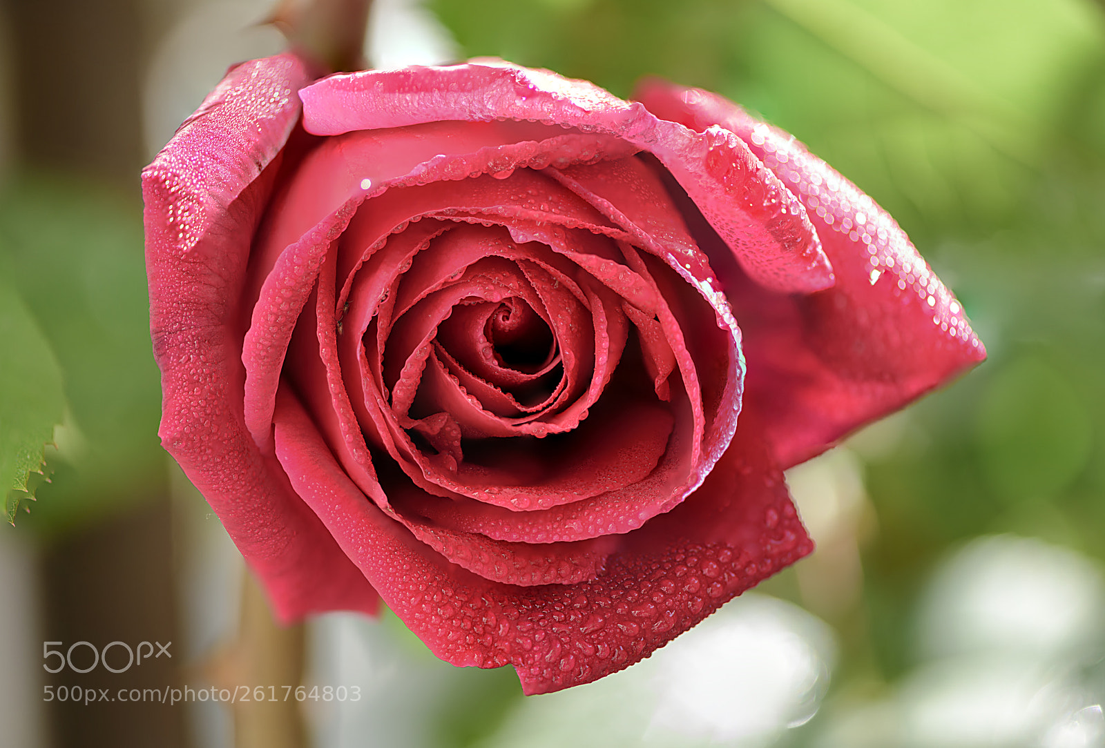 Nikon D810 sample photo. Rosa roja photography