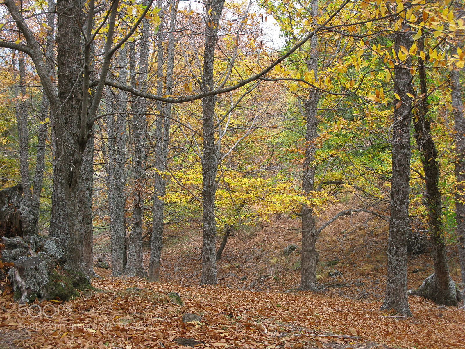 Canon POWERSHOT G9 sample photo. Otoño 02 photography