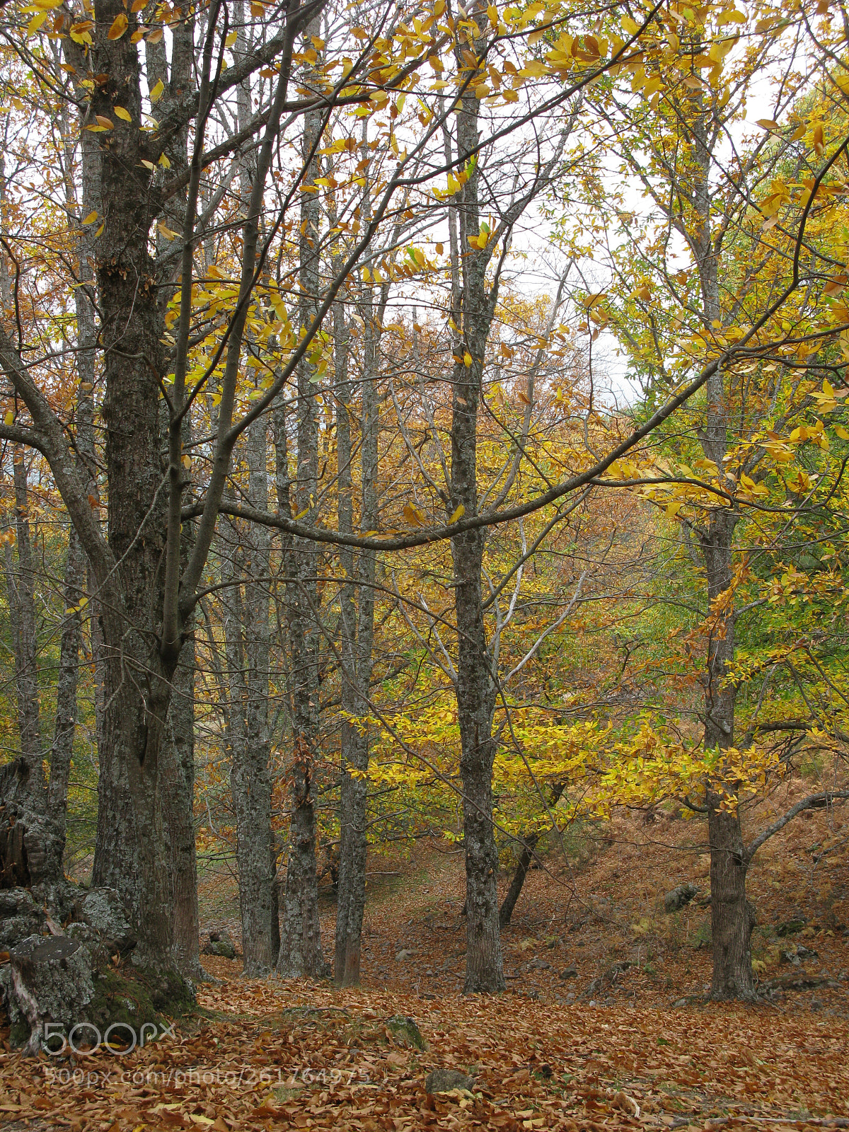 Canon POWERSHOT G9 sample photo. Otoño 03 photography