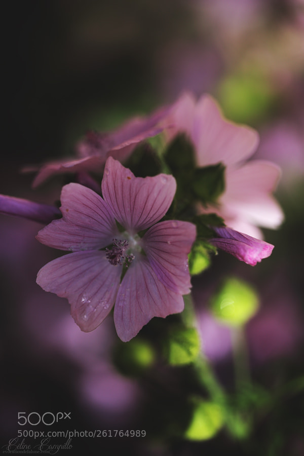 Canon EOS 6D sample photo. Malva sylvestris photography