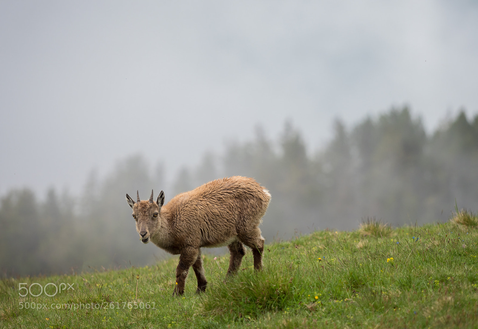 Olympus OM-D E-M1 Mark II sample photo. Careful ibex photography