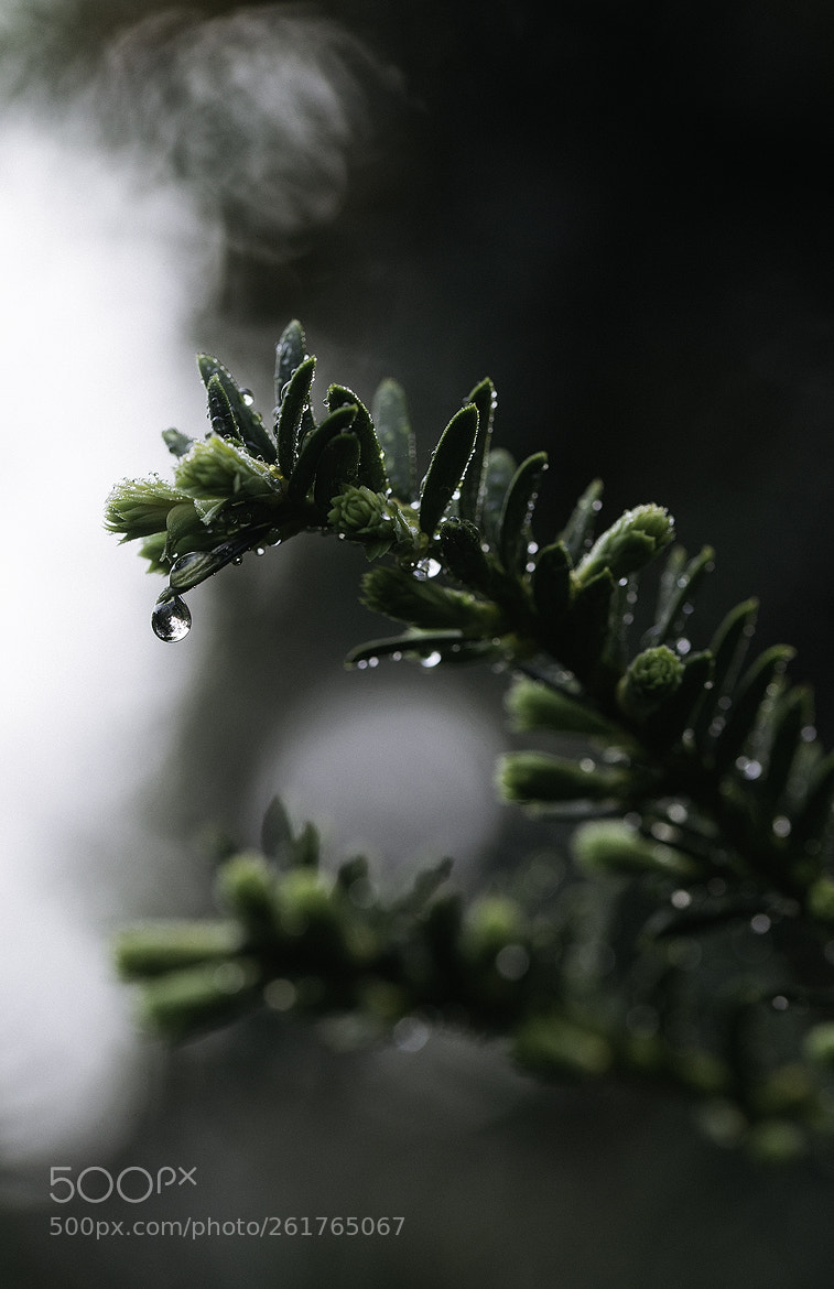 Nikon D600 sample photo. 180611 photography