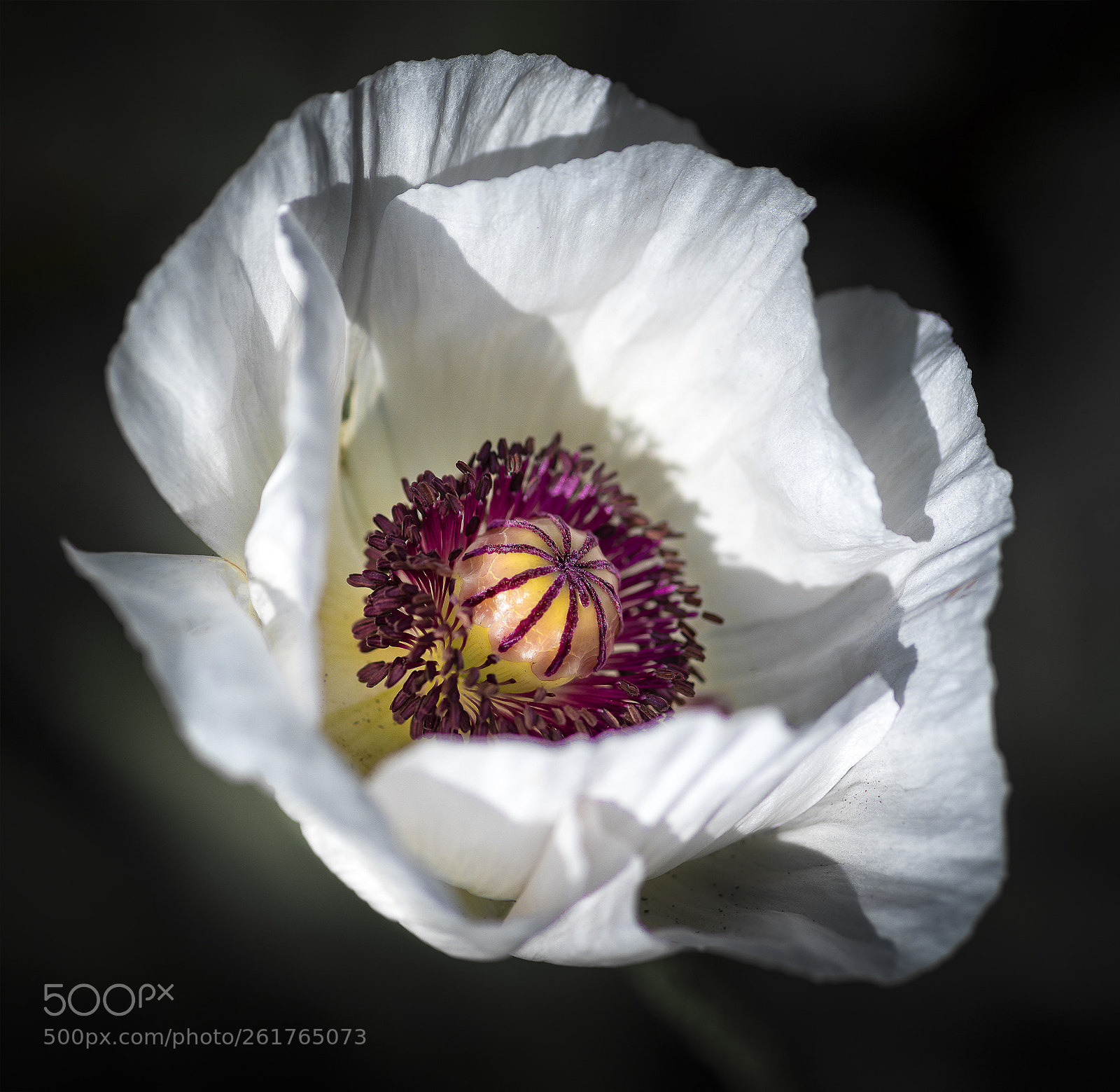 Nikon D810 sample photo. Frivole photography