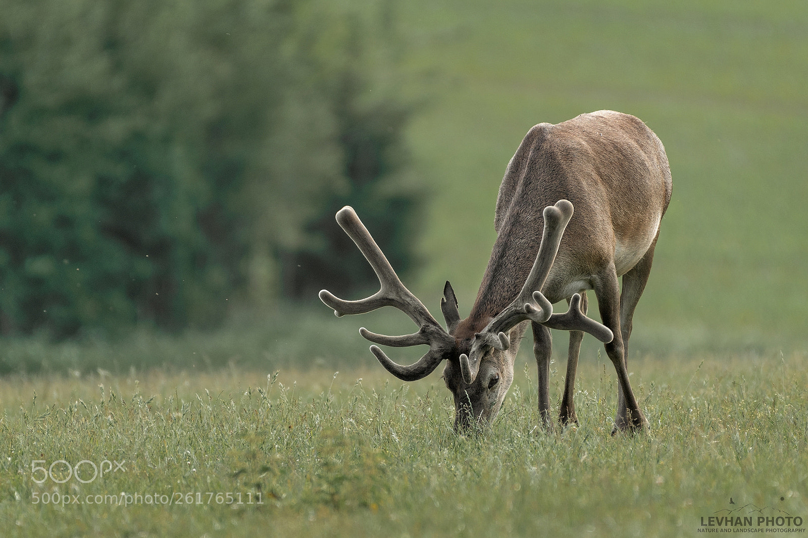 Nikon D500 sample photo. Summer pasture photography