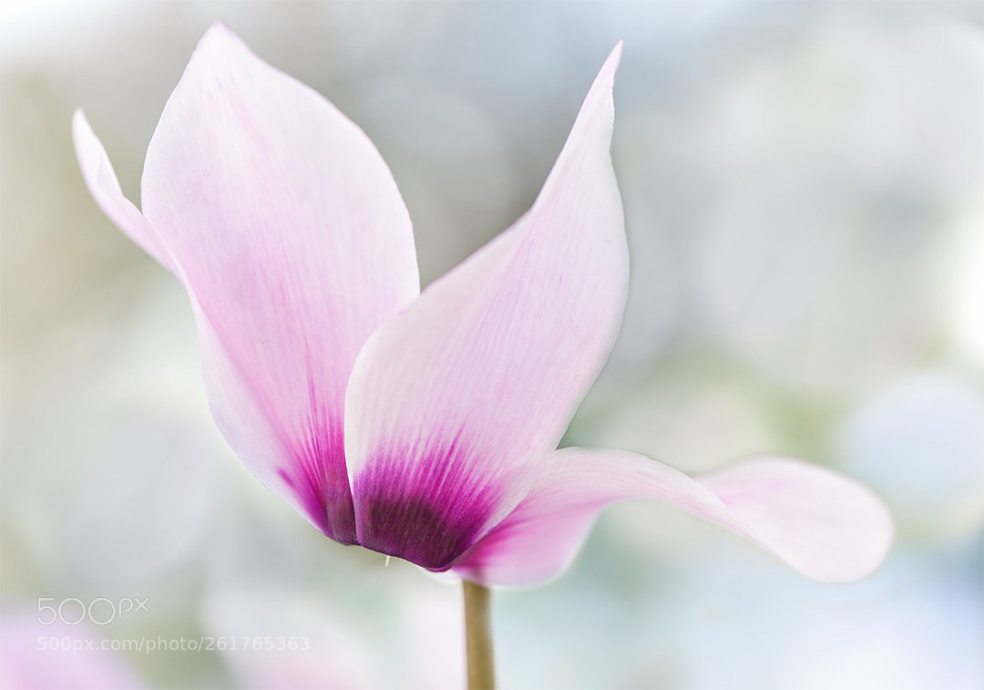 Nikon D810 sample photo. Winter beauty photography