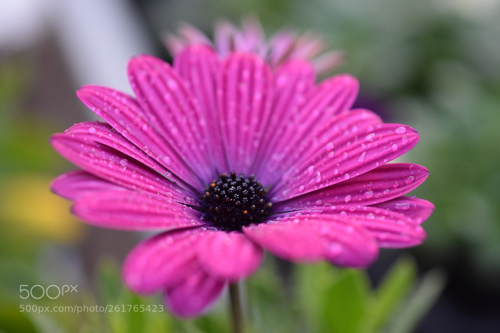 Nikon D3400 sample photo. Shining in the rain photography