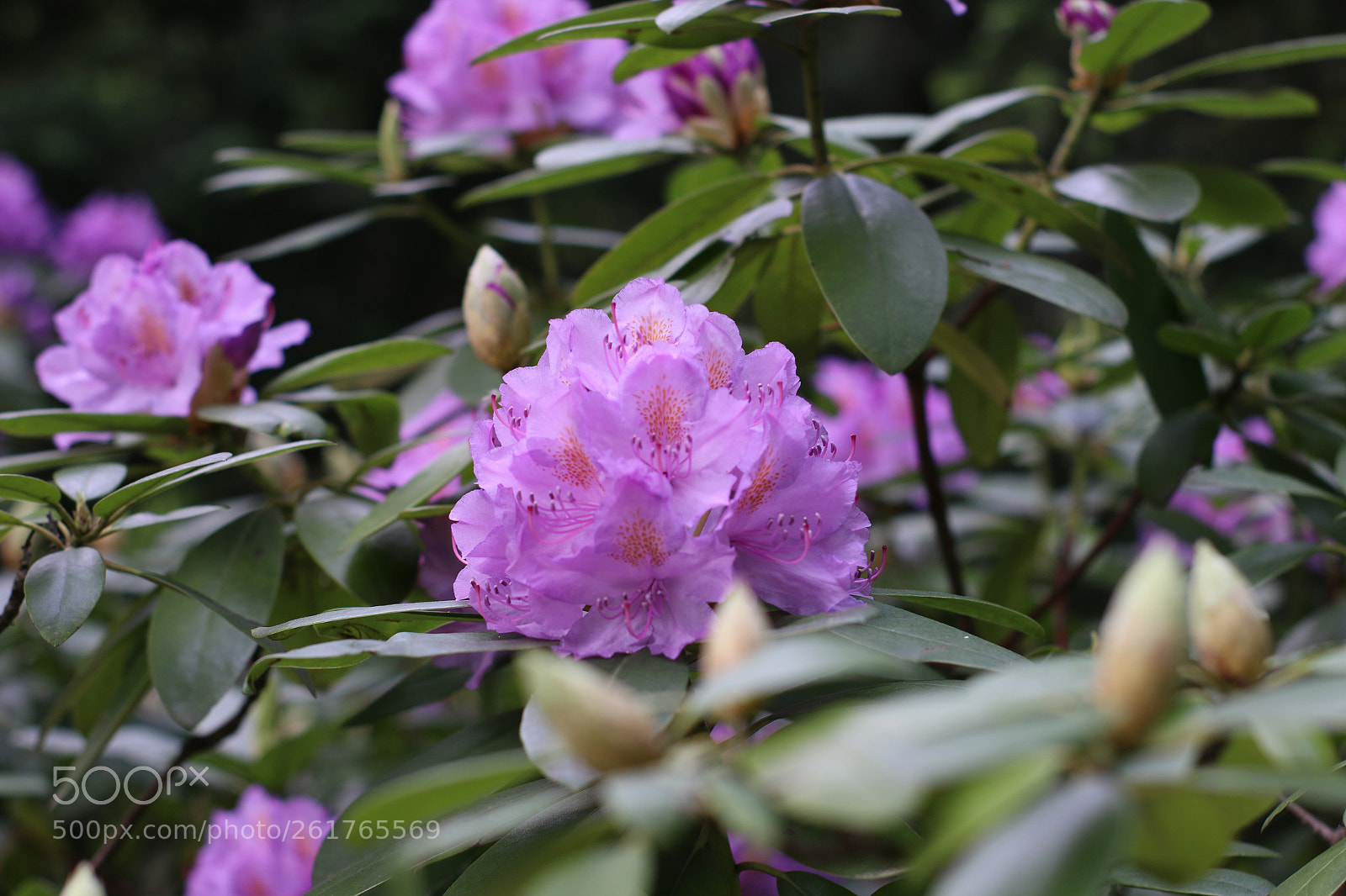 Canon EOS 70D sample photo. Flower photography