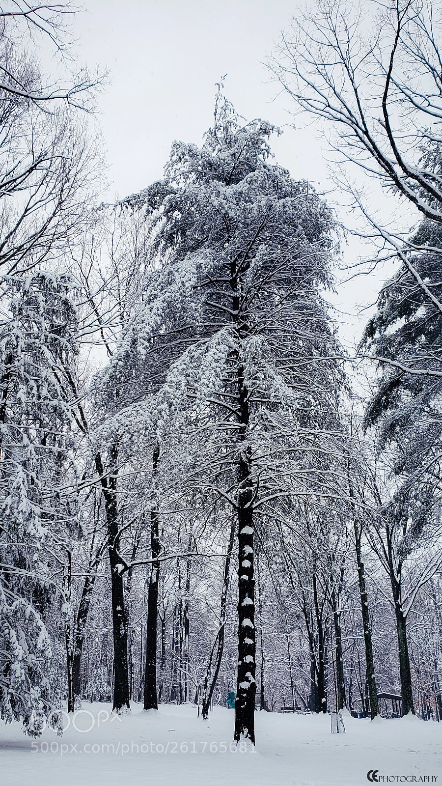 Samsung Galaxy S9+ sample photo. Snowy pine photography