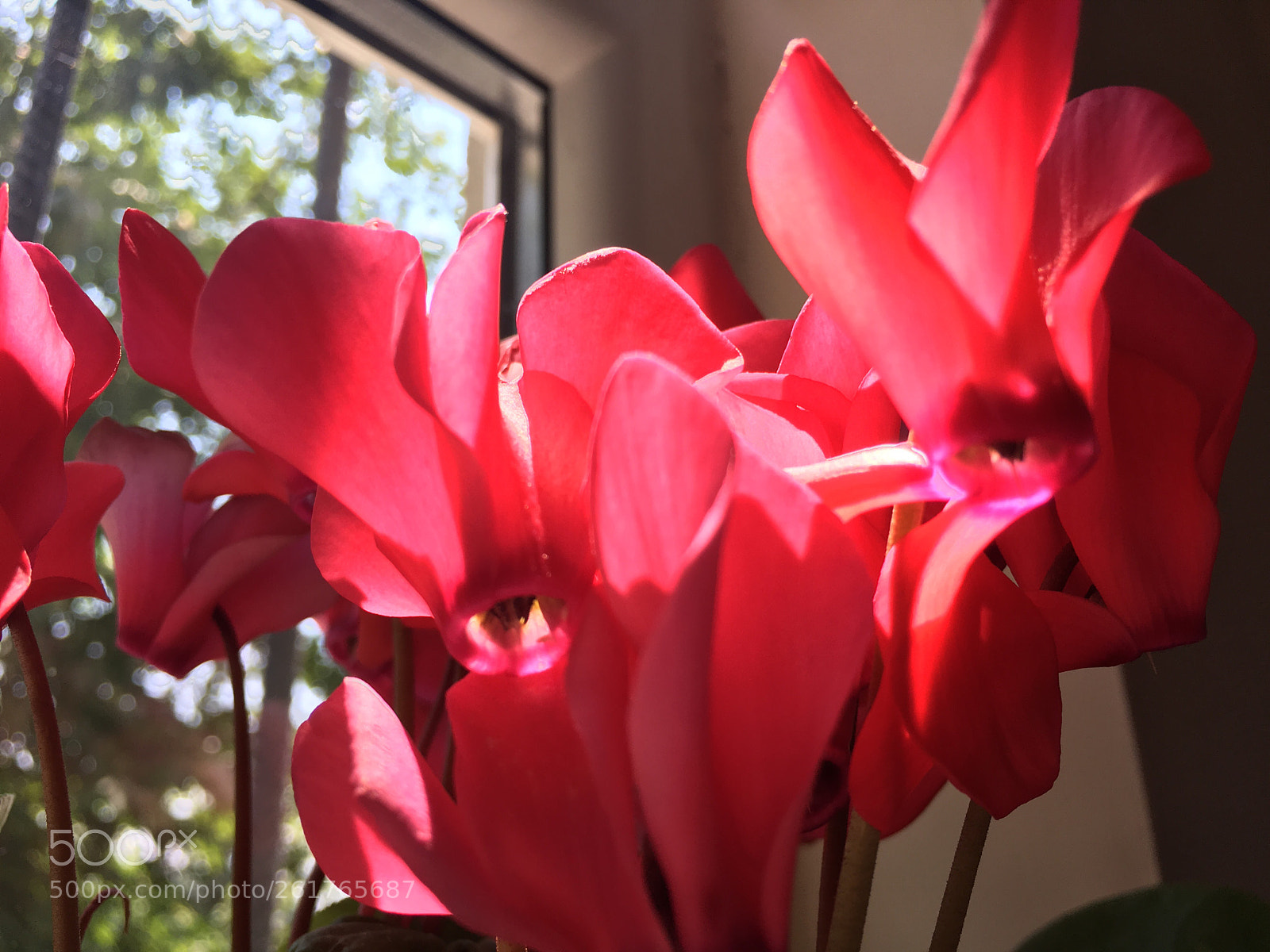 Apple iPhone 6s sample photo. Untitled photography