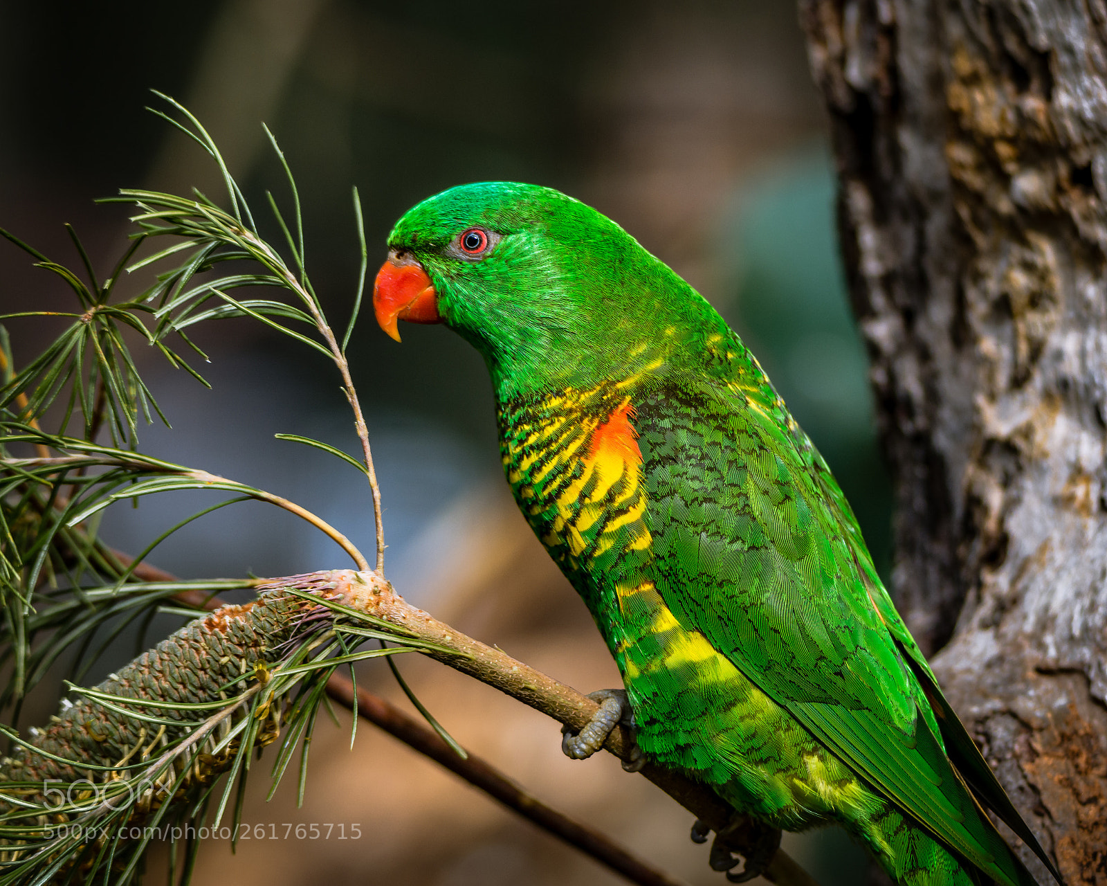 Nikon D7200 sample photo. Scaly-breasted lorikeet photography
