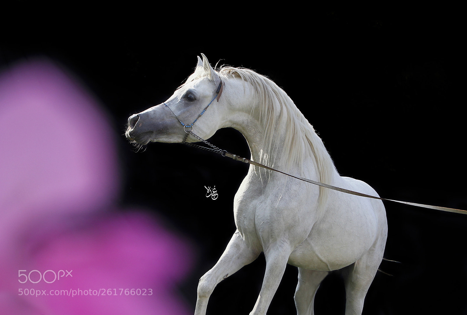 Canon EOS-1D Mark IV sample photo. Reyad asayel photography