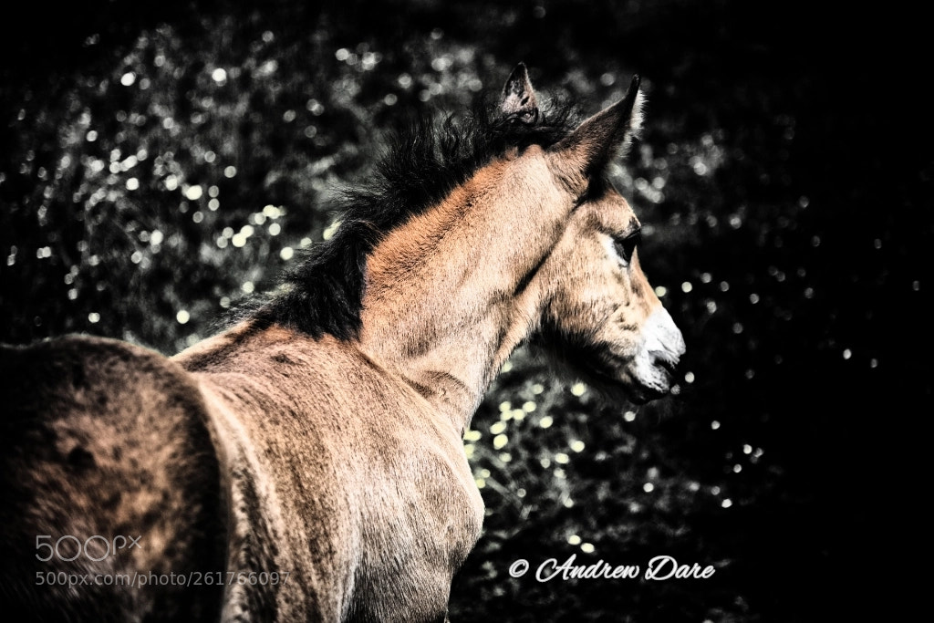 Nikon D810 sample photo. Horses i photography