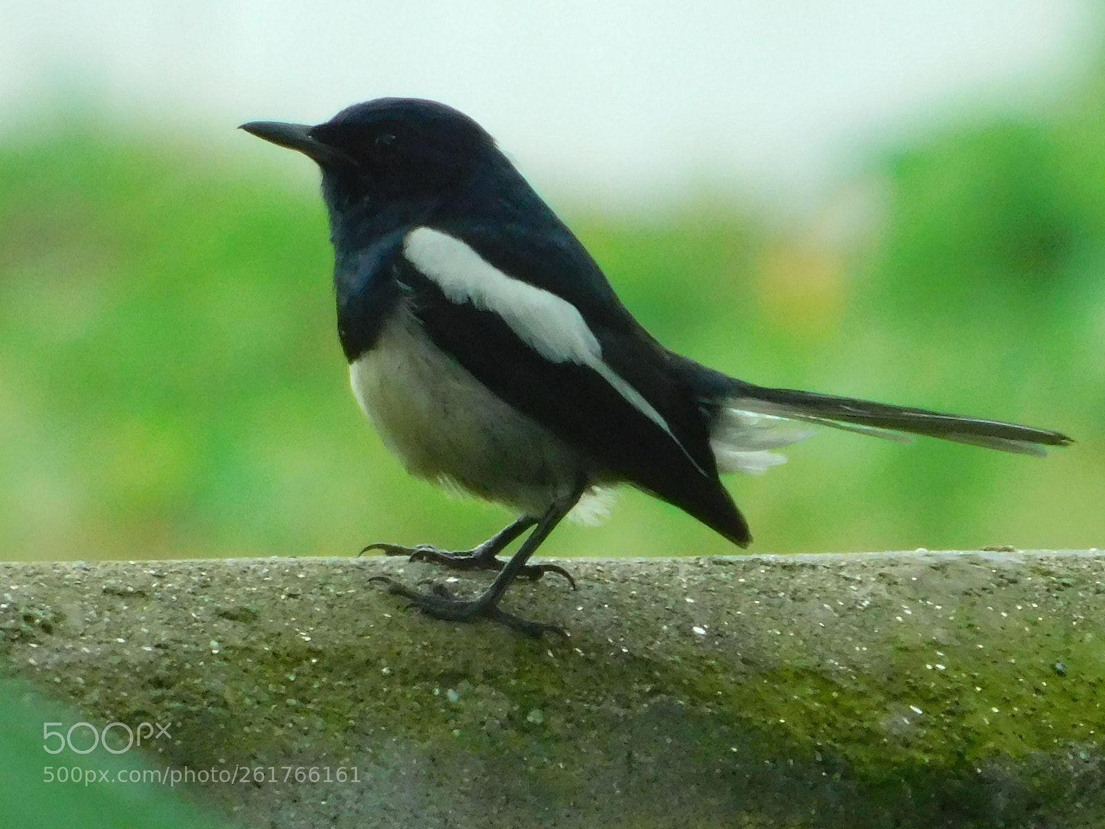 Nikon Coolpix B500 sample photo. Resting bird photography