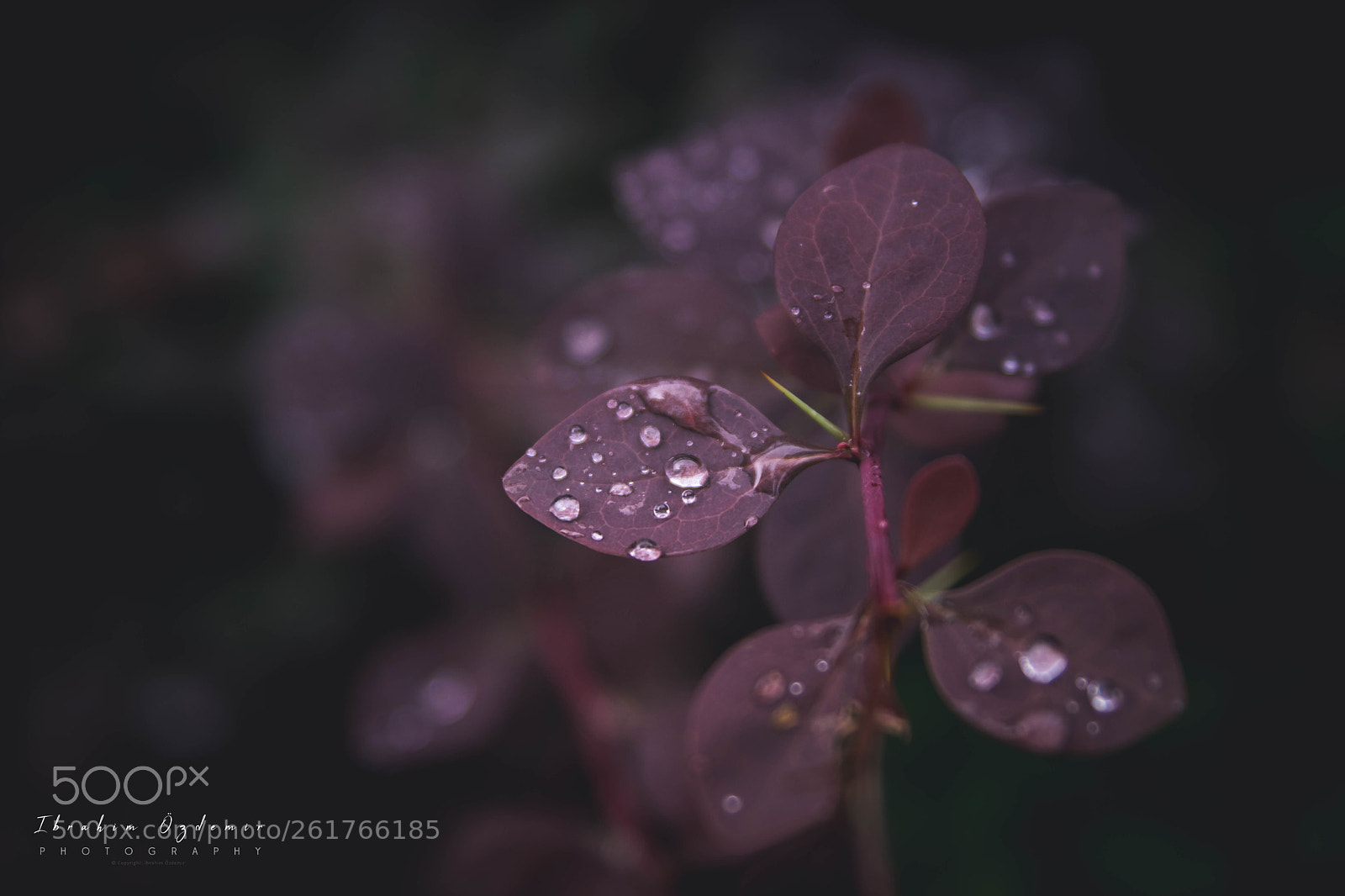Canon EOS 77D (EOS 9000D / EOS 770D) sample photo. Water drops on the photography