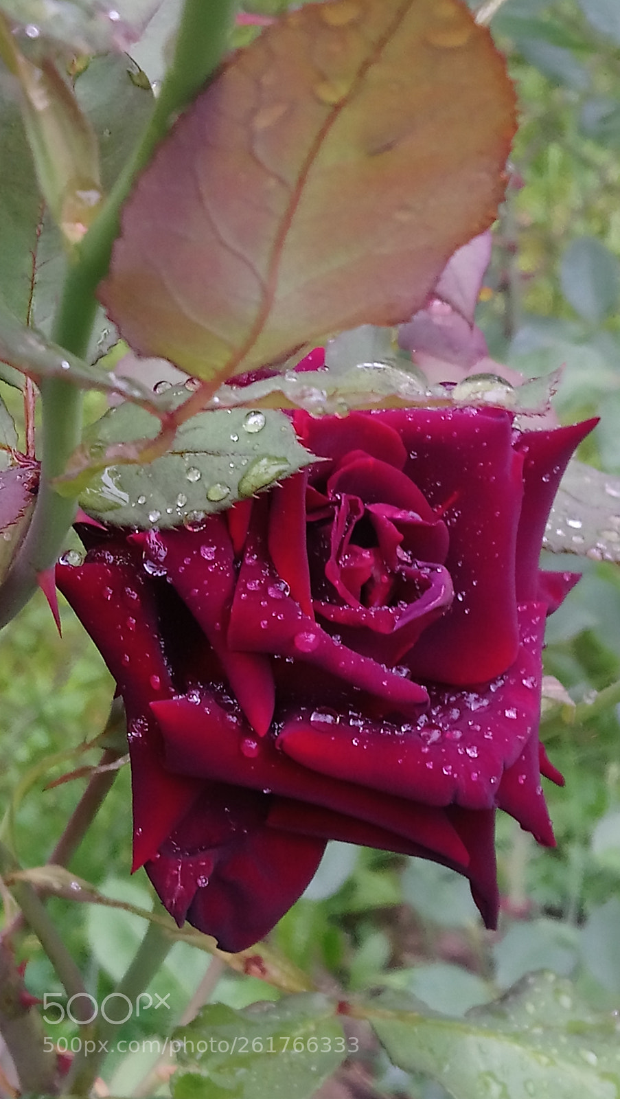 Sony Xperia XA1 Ultra sample photo. Untitled photography