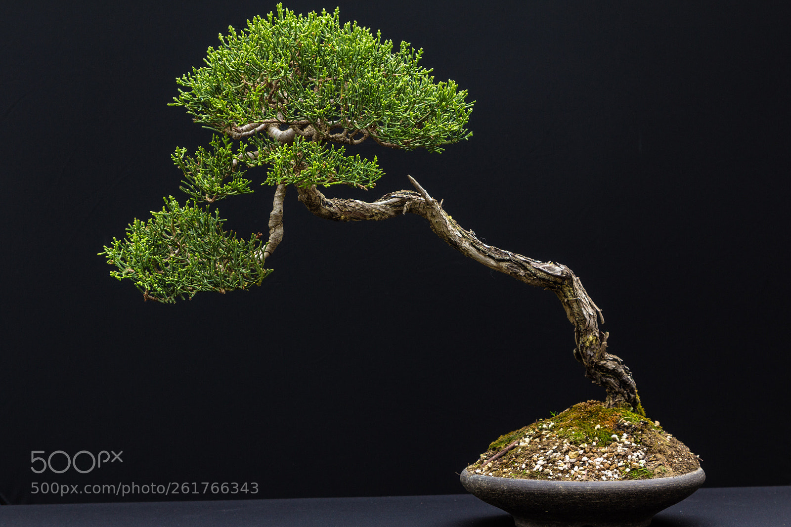 Canon EOS 60D sample photo. Bonsai (cipresso) photography