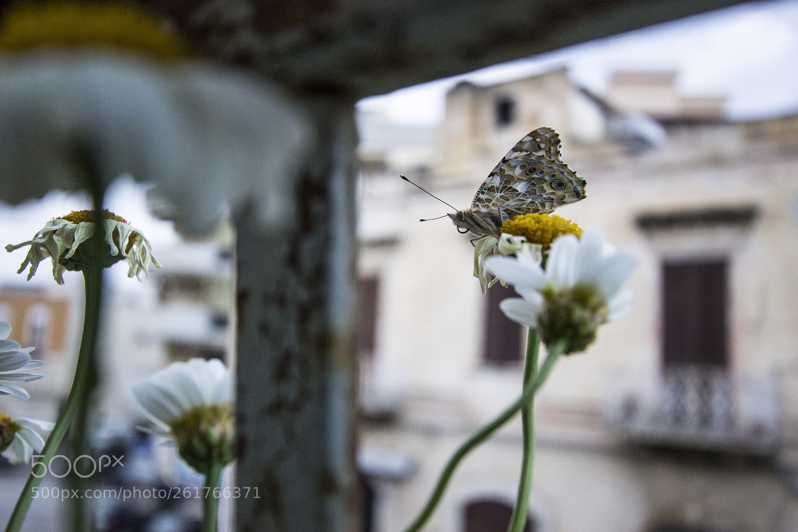 Canon EOS 600D (Rebel EOS T3i / EOS Kiss X5) sample photo. Butterfly.daisies.home photography