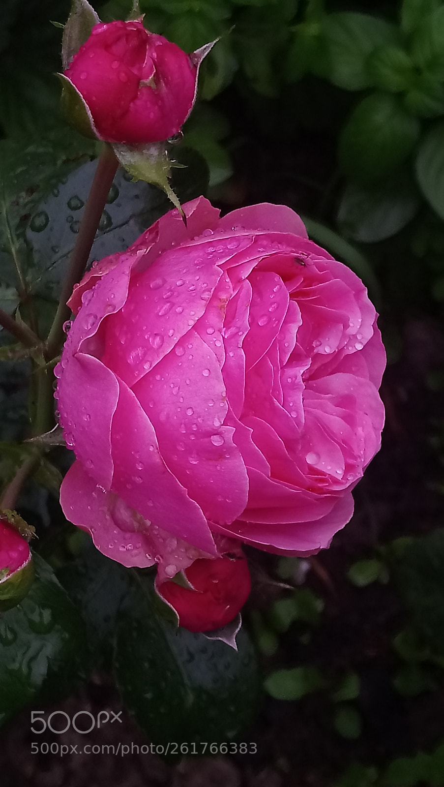 Sony Xperia XA1 Ultra sample photo. Untitled photography