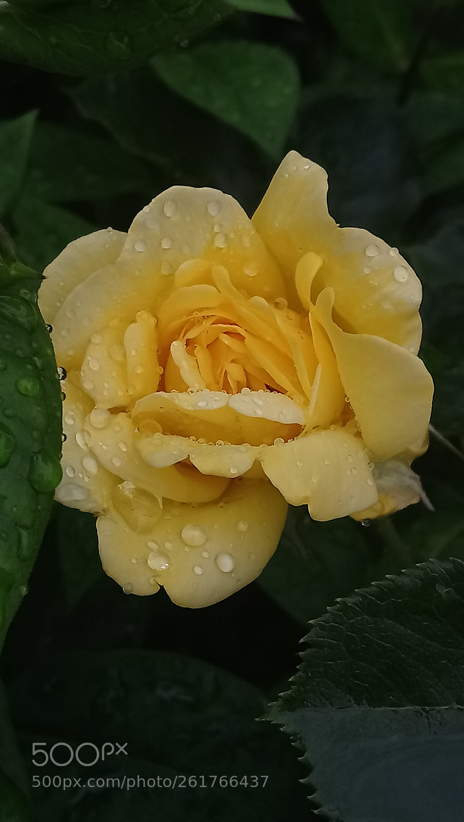 Sony Xperia XA1 Ultra sample photo. Untitled photography