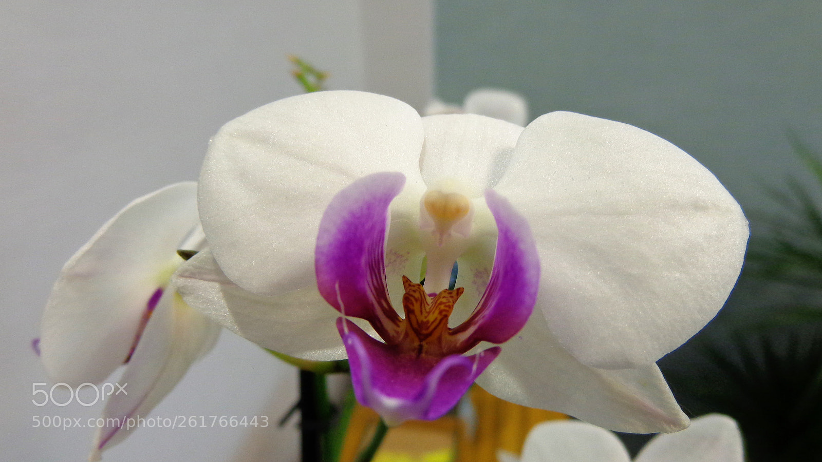 Sony Cyber-shot DSC-H90 sample photo. Orchid in the room photography
