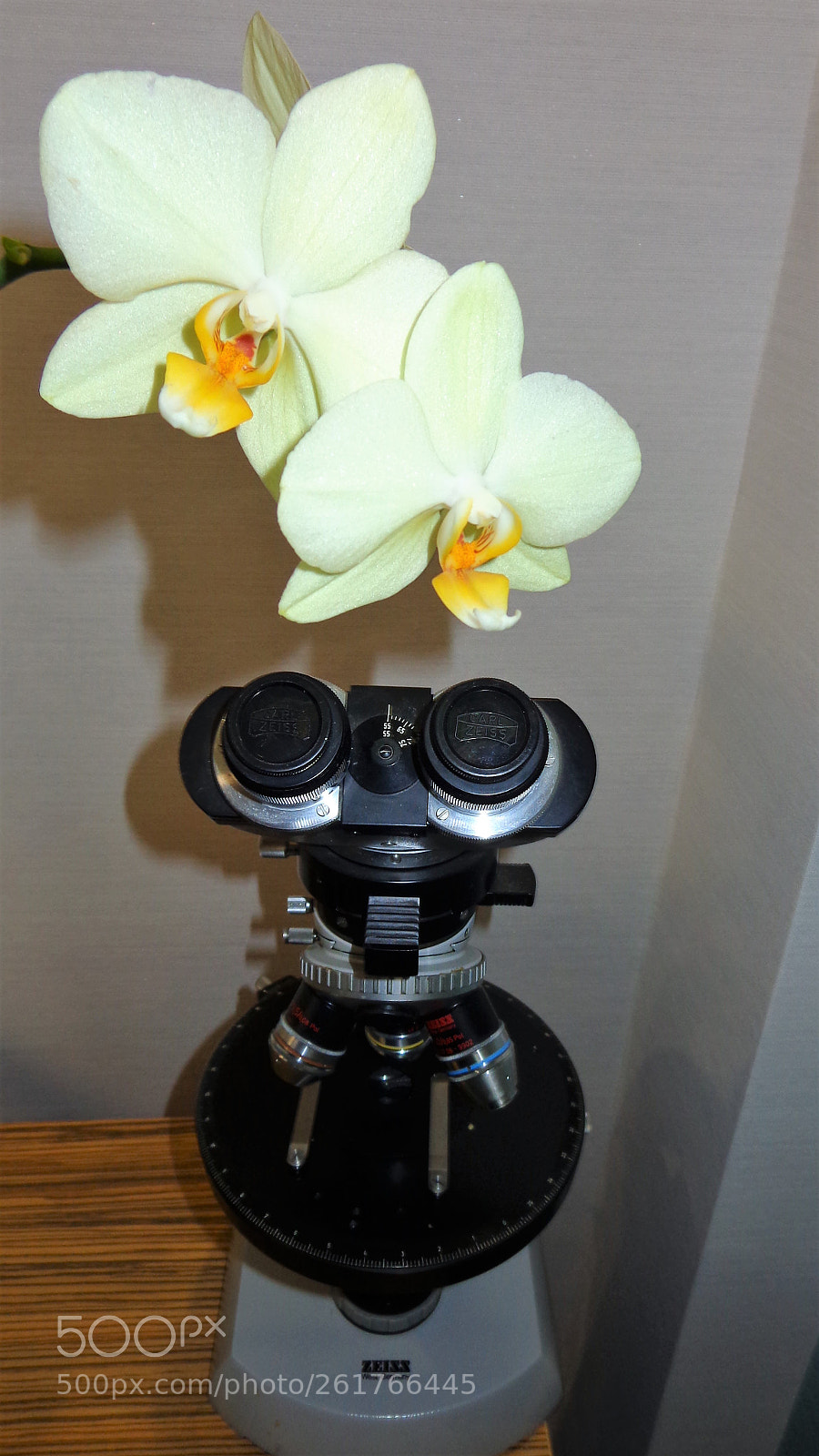 Sony Cyber-shot DSC-H90 sample photo. Orchid in the room photography