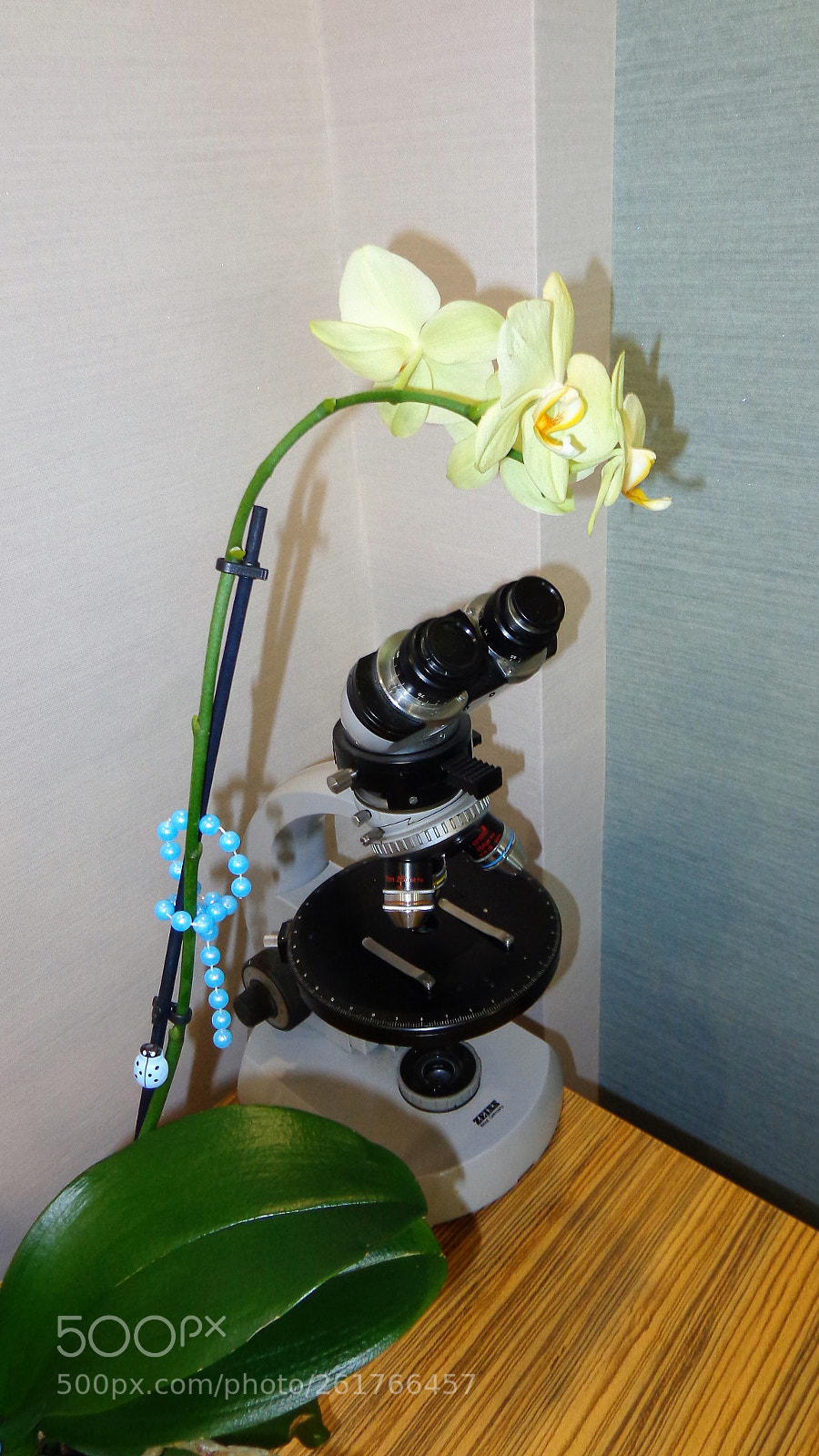 Sony Cyber-shot DSC-H90 sample photo. Orchid in the room photography