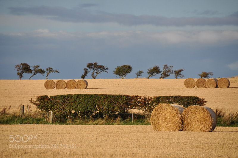 Nikon D90 sample photo. Last of the summer photography