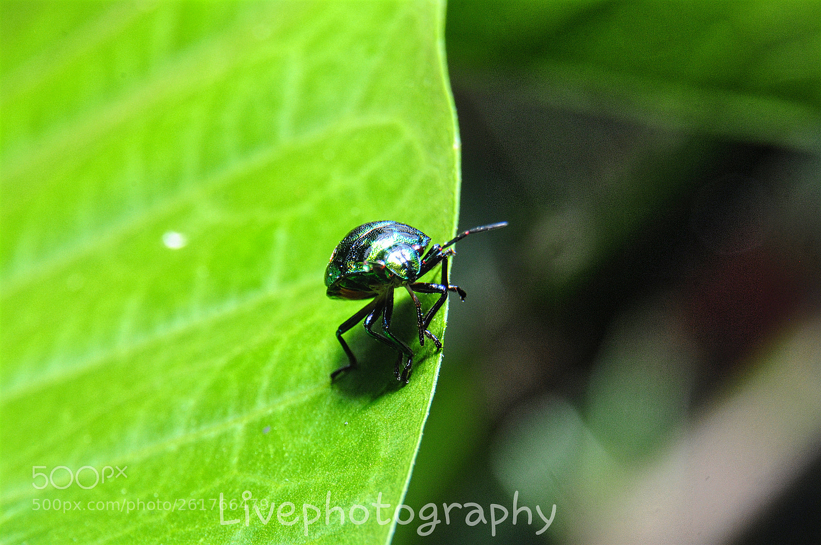 Nikon D90 sample photo. Beetle photography