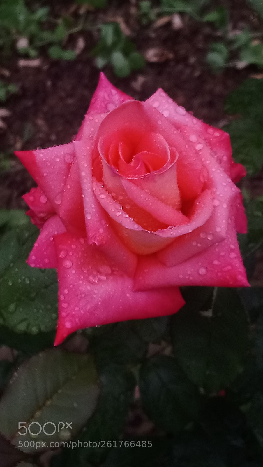 Sony Xperia XA1 Ultra sample photo. Untitled photography