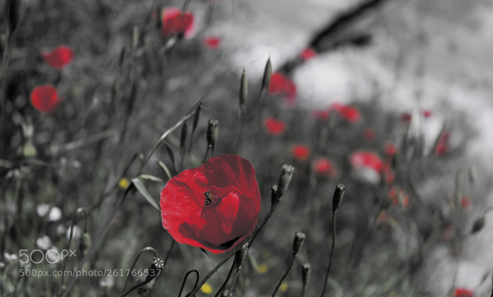 Canon EOS 650D (EOS Rebel T4i / EOS Kiss X6i) sample photo. Contrast of red and photography