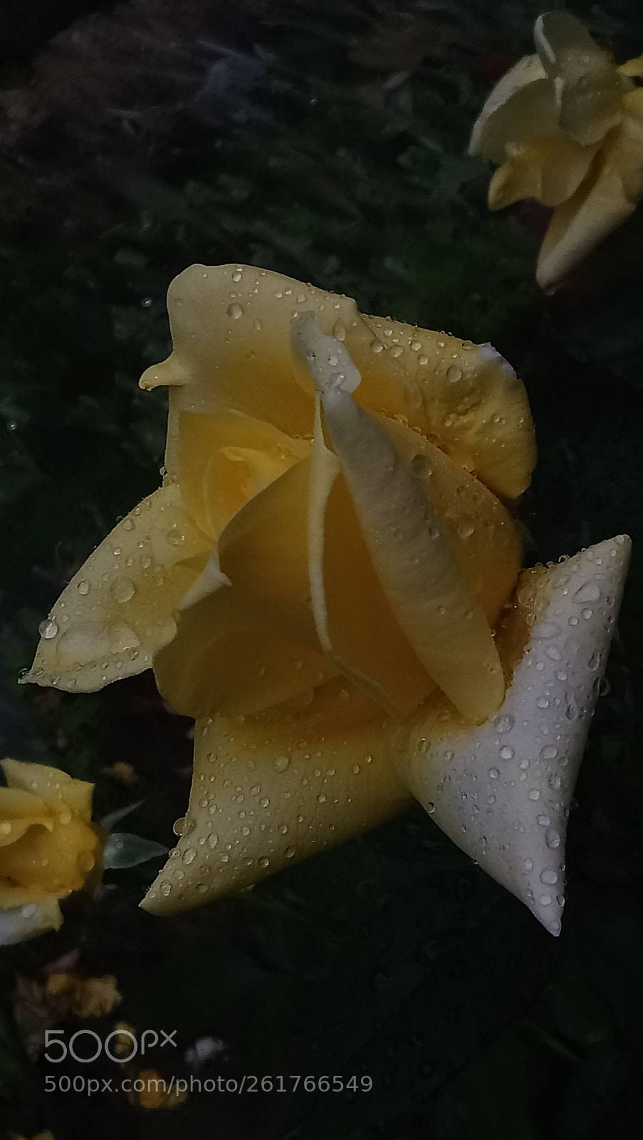 Sony Xperia XA1 Ultra sample photo. Untitled photography