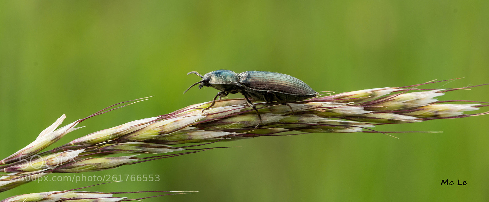 Nikon D7100 sample photo. Abax parallelepipedus - carabe photography