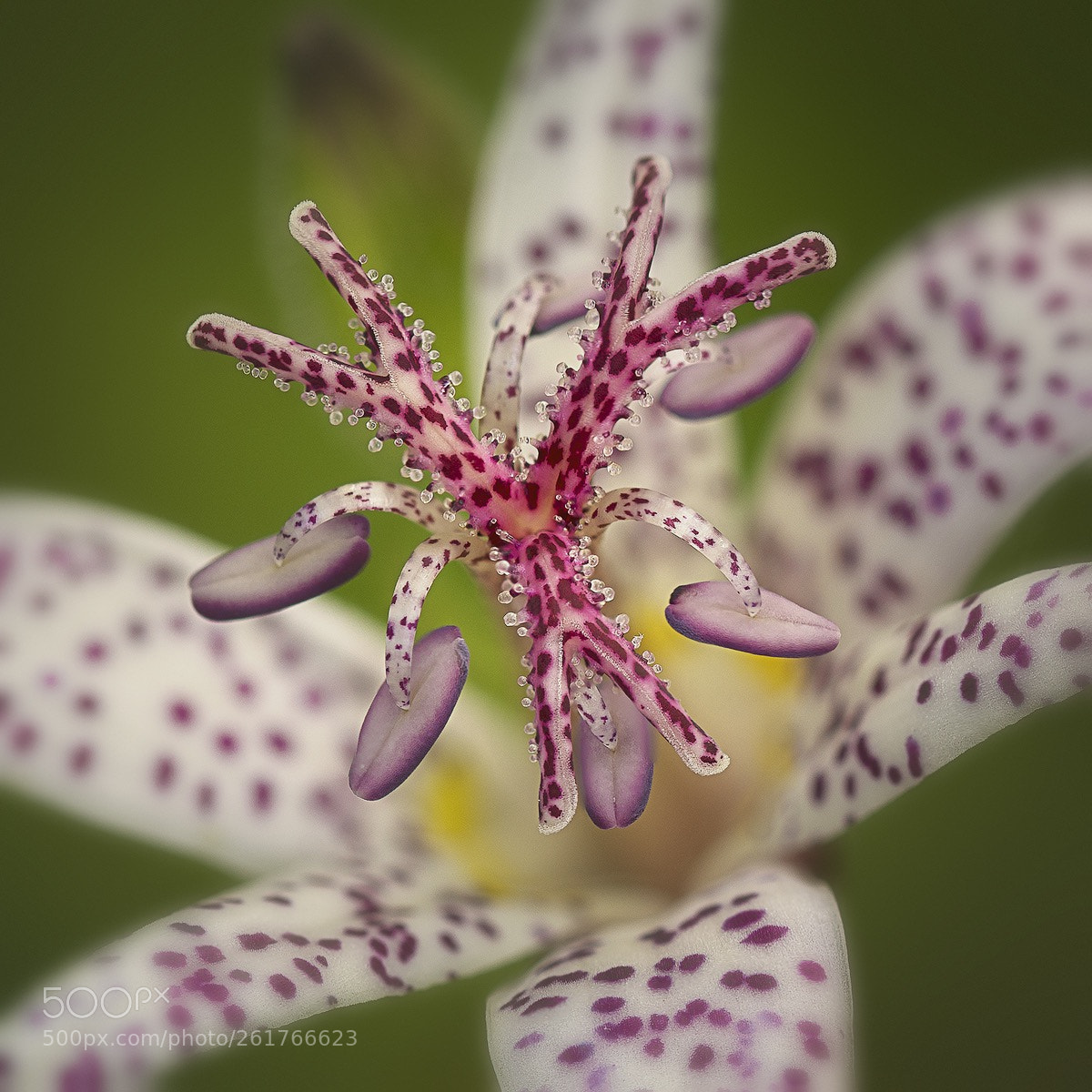 Sony a7 sample photo. Toad lily  photography