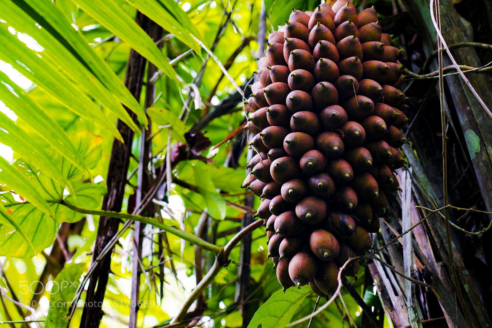 Sony a7R III sample photo. Tropical cupuazu fruits in photography