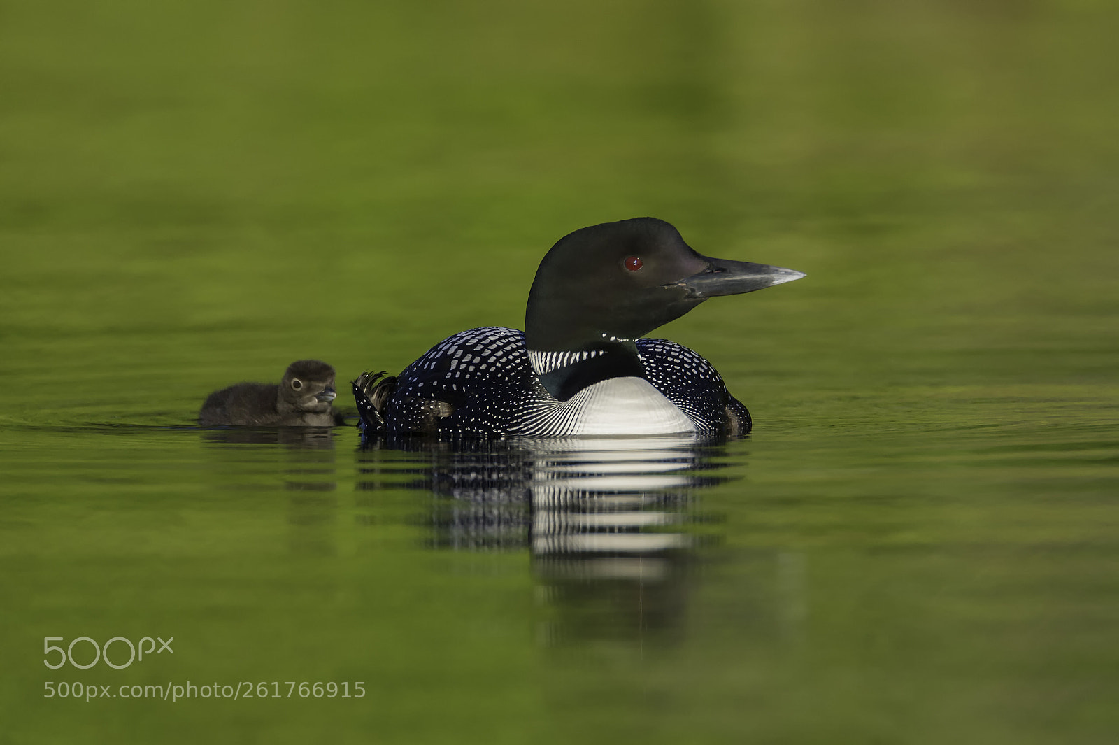 Nikon D3S sample photo. Loon with chick... photography