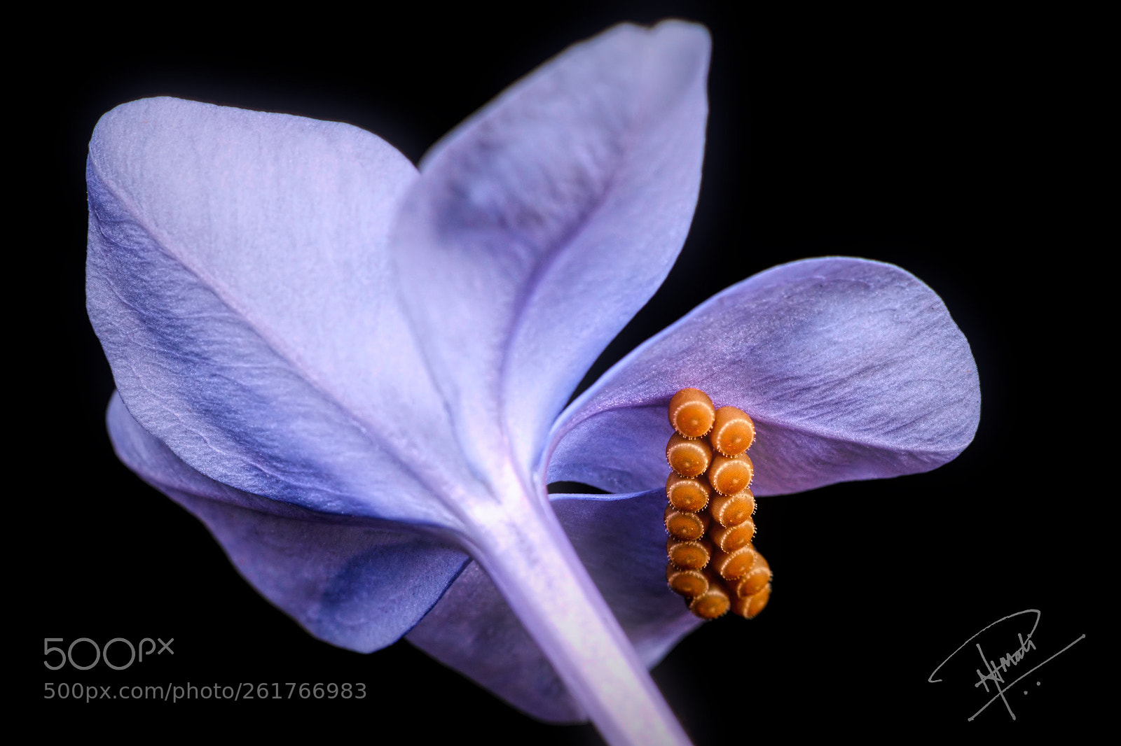 Canon EOS 5D Mark IV sample photo. Flwer&eggs photography
