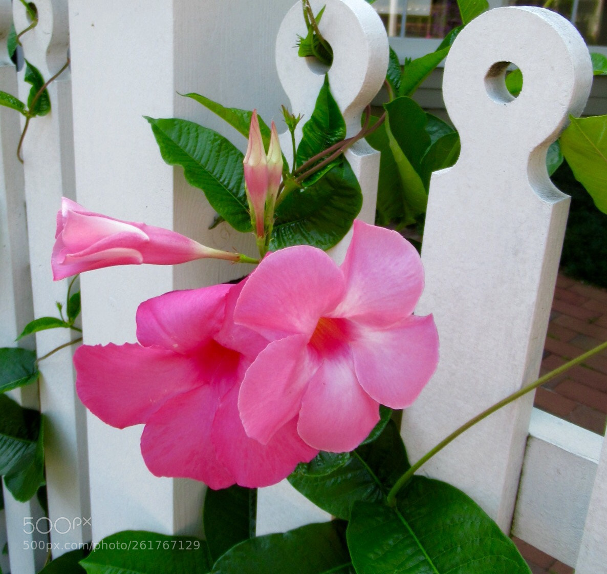 Canon PowerShot SX620 HS sample photo. Pink azalea on white photography