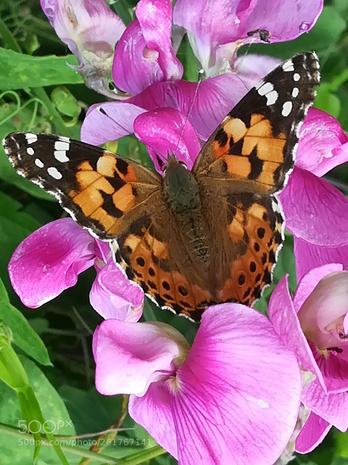 HUAWEI PRA-LX1 sample photo. Papillon et pois de photography