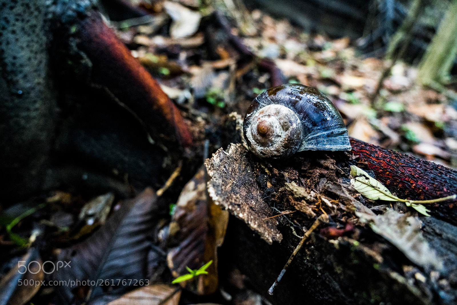 Sony a7R III sample photo. Tropical snail macro in photography