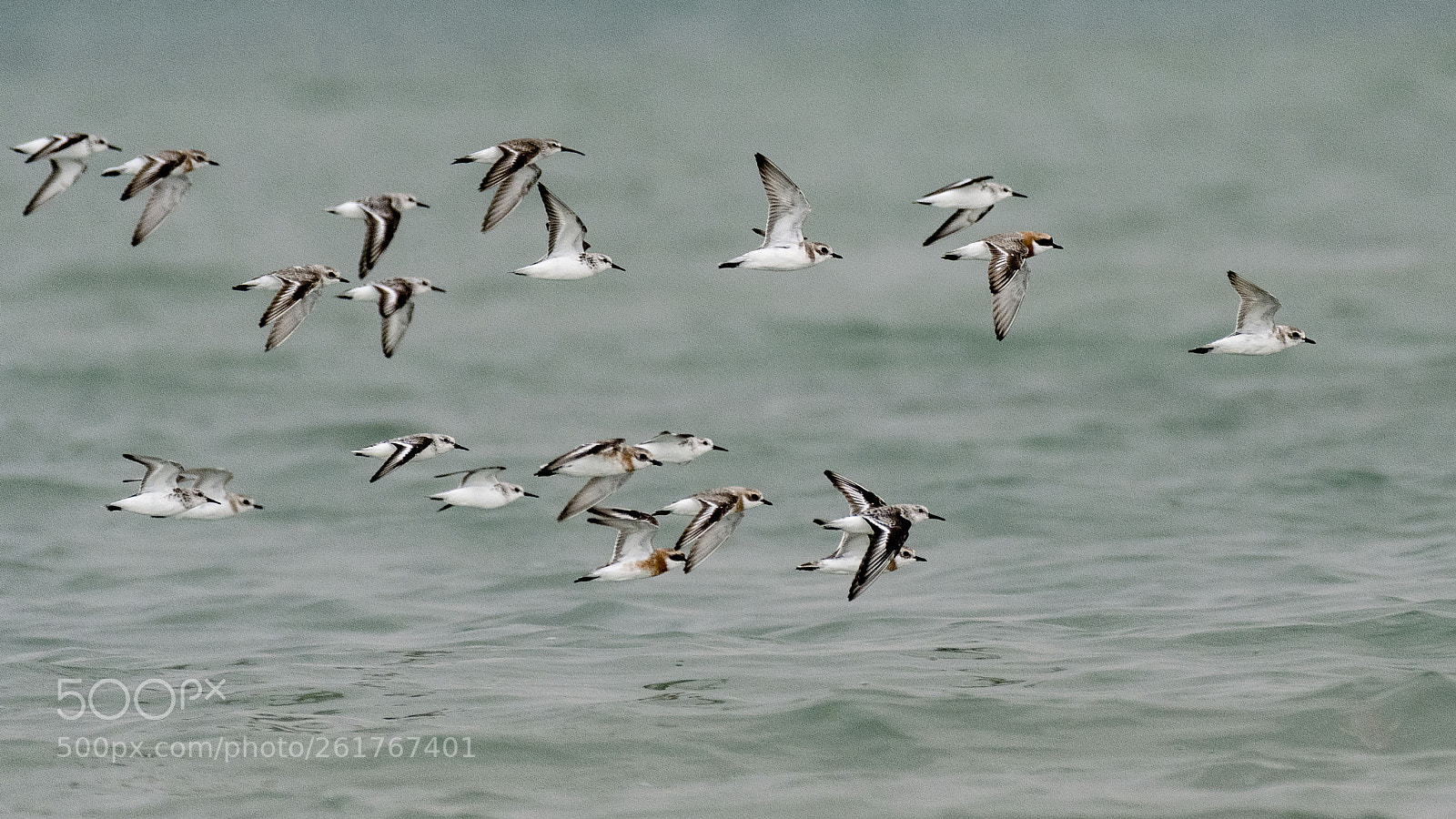 Nikon D500 sample photo. A flock of plovers photography