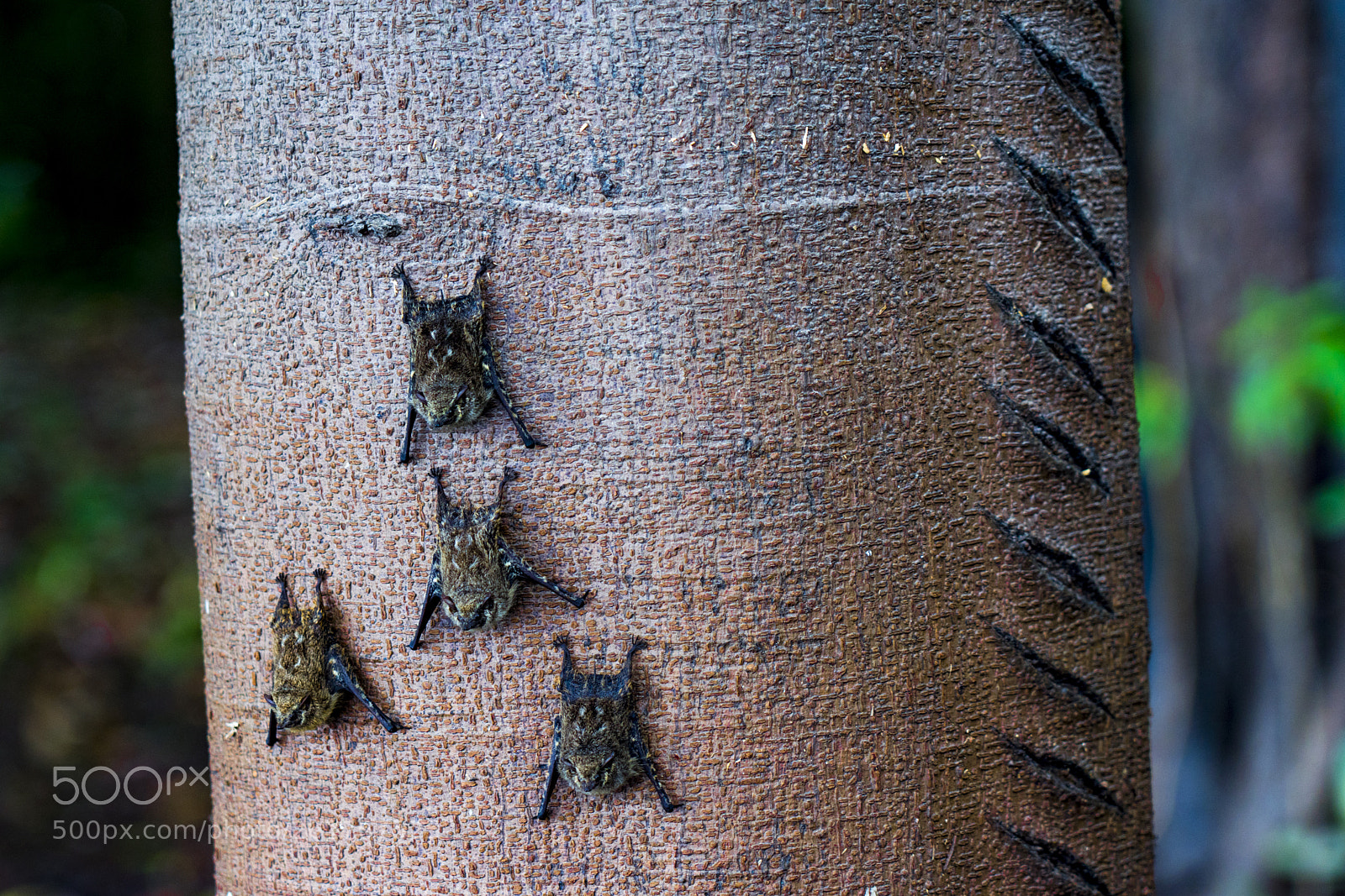 Sony a7R III sample photo. Bats closeup on a photography