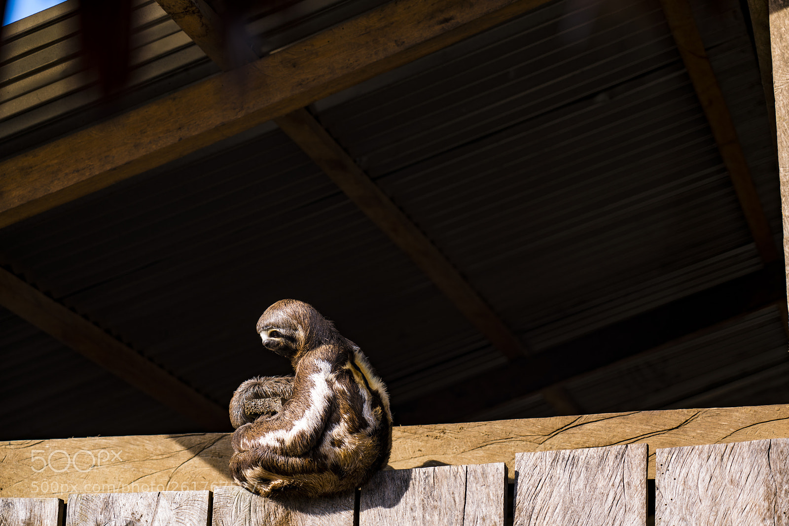 Sony a7R III sample photo. Sloth on house in photography