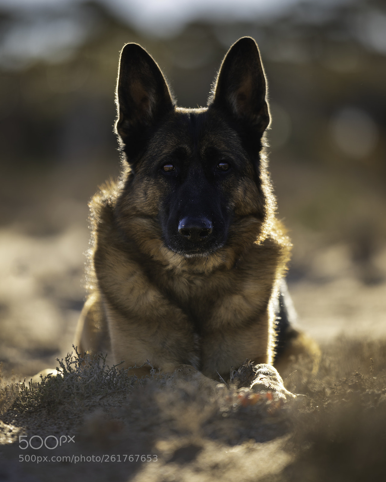 Canon EOS 5D Mark IV sample photo. Poppy photography