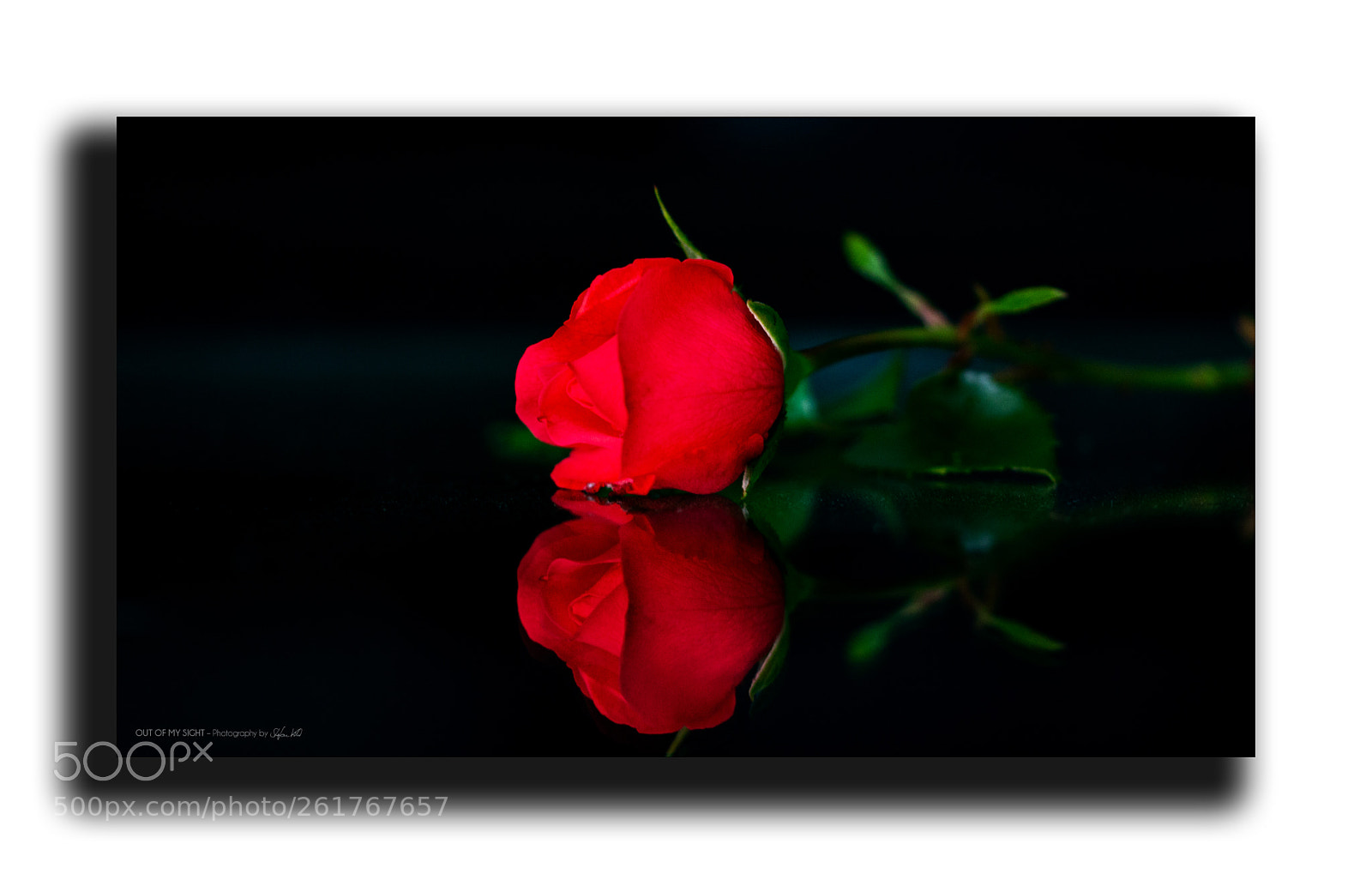Canon EOS 600D (Rebel EOS T3i / EOS Kiss X5) sample photo. - red rose ii - photography