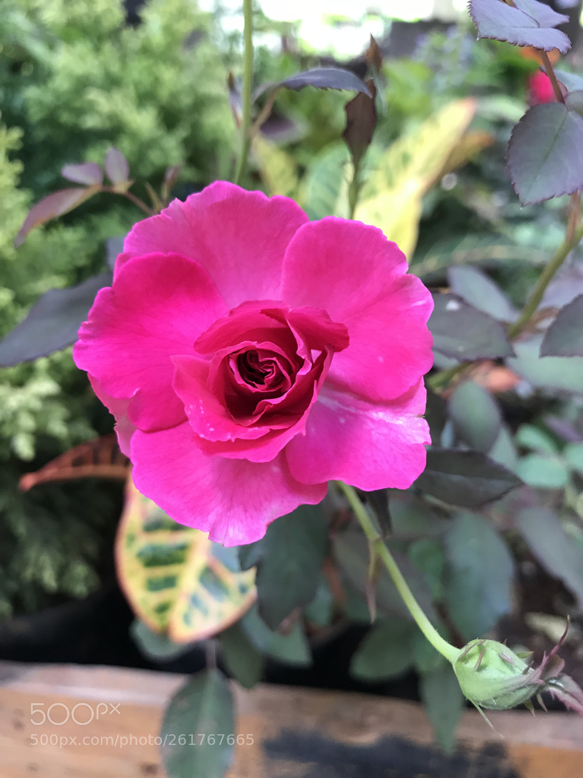 Apple iPhone 7 sample photo. Pink rose photography