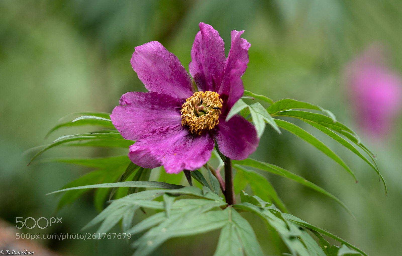 Sony a7R III sample photo. Big flower photography
