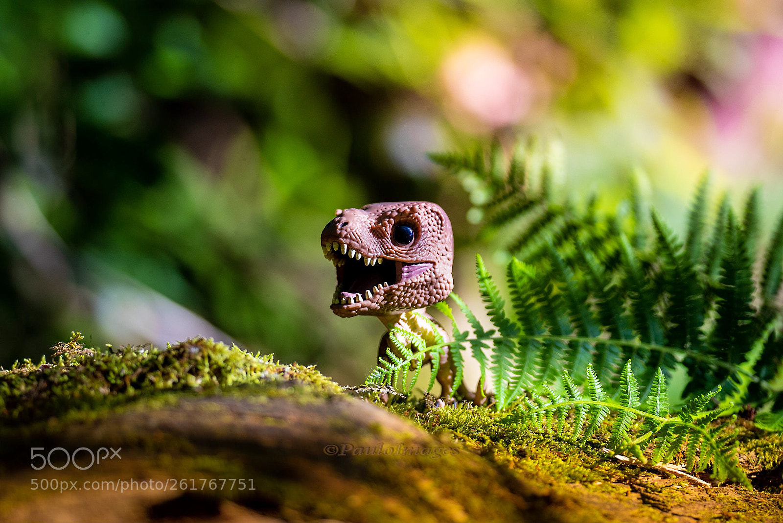 Nikon D810 sample photo. Rexy photography